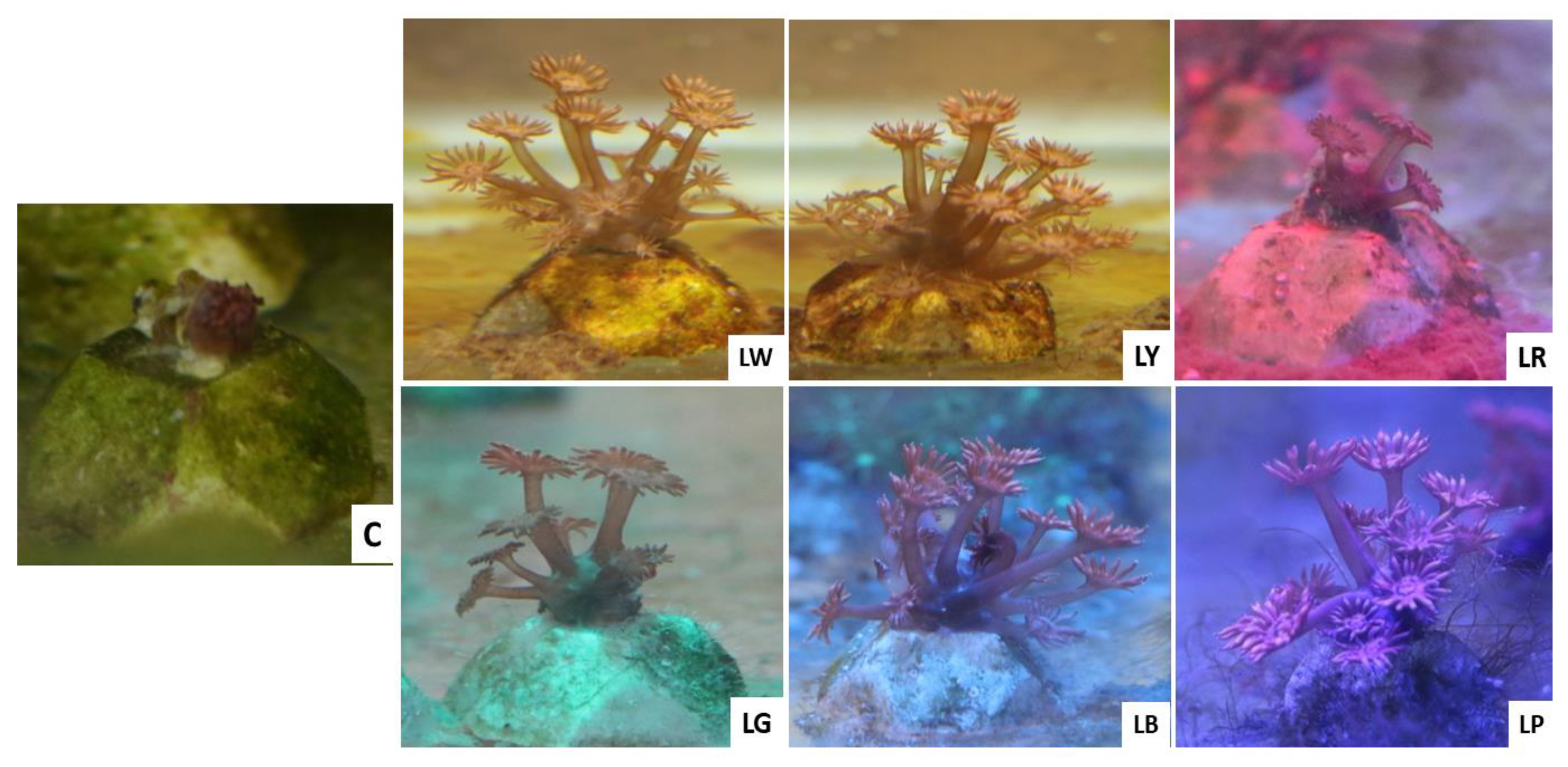 Animals 12 00306 g002 550