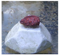 Animals 12 00306 i001