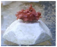 Animals 12 00306 i002