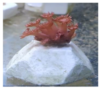 Animals 12 00306 i003