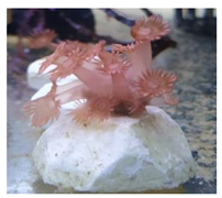 Animals 12 00306 i004