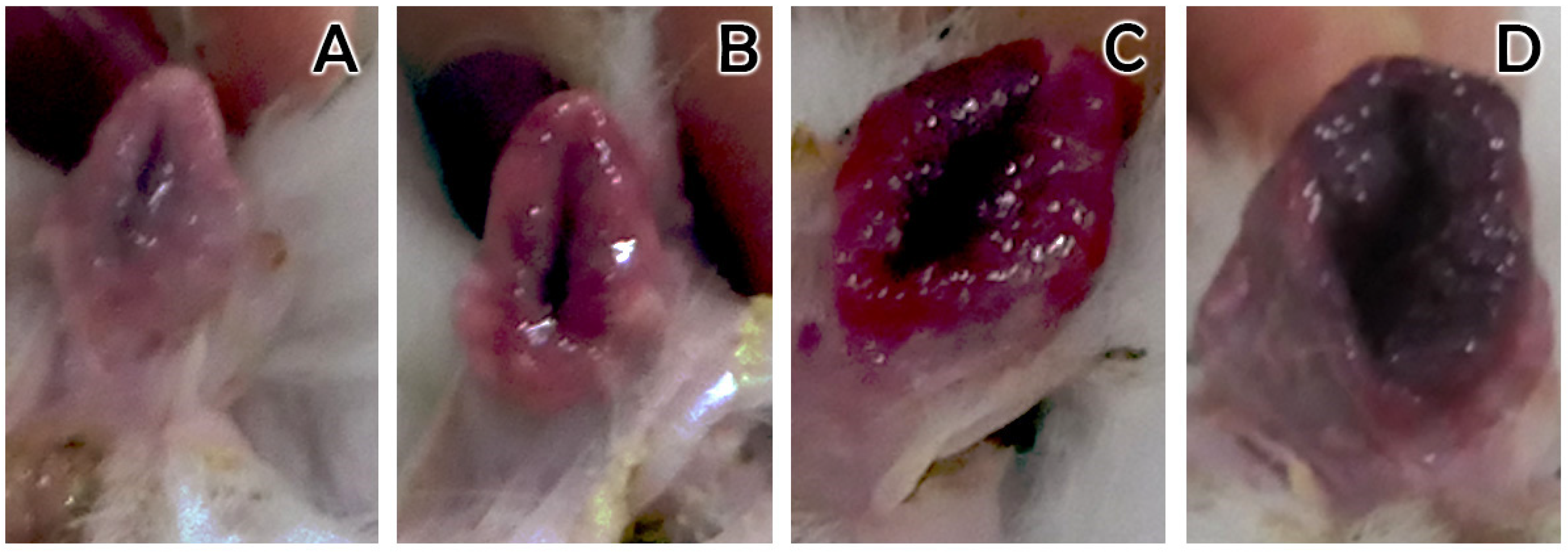 Animals 12 00308 g002 Animals 12 00308 g002