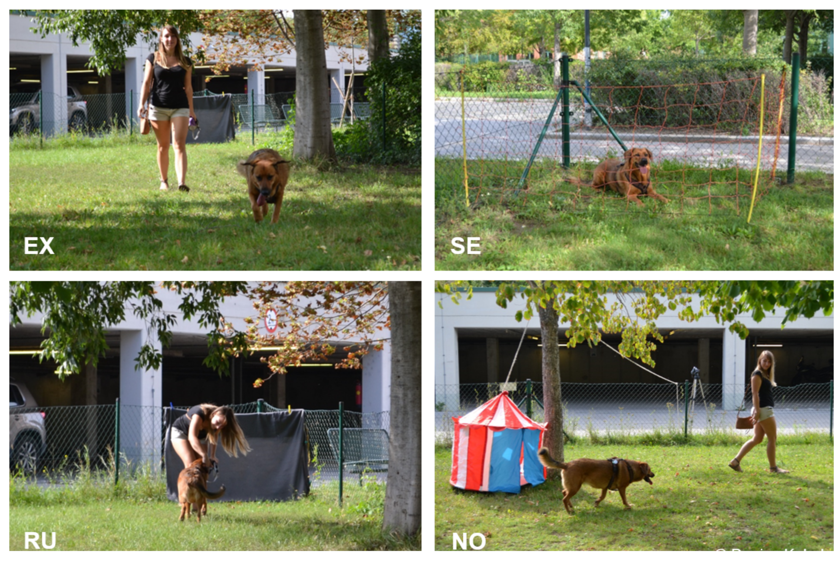 Animals 12 00326 g003 550