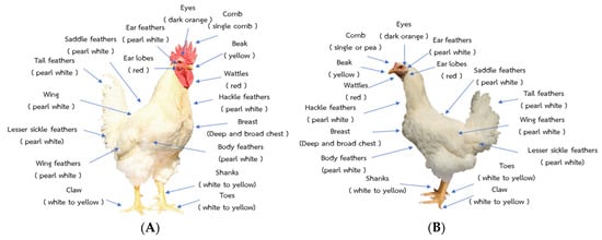 Animals | Free Full-Text | Genetic Evaluation of Body Weights and Egg  Production Traits Using a Multi-Trait Animal Model and Selection Index in  Thai Native Synthetic Chickens (Kaimook e-san2)