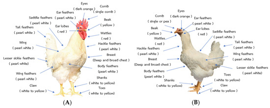 Animals | Free Full-Text | Genetic Evaluation of Body Weights and Egg Production Traits Using a Multi-Trait Animal Model and Selection Index in Thai Native Synthetic Chickens (Kaimook e-san2) Animals | Free Full-Text | Genetic Evaluation of Body Weights and Egg Production Traits Using a Multi-Trait Animal Model and Selection Index in Thai Native Synthetic Chickens (Kaimook e-san2)