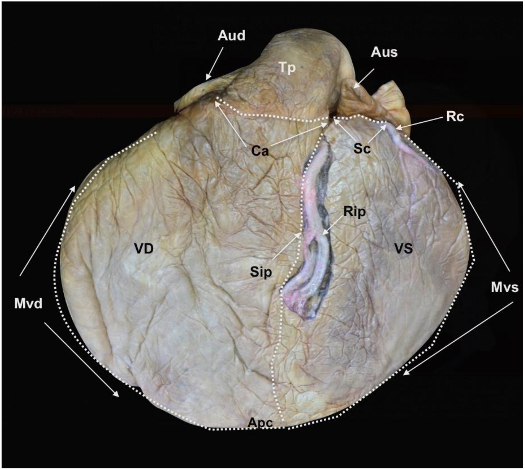 Animals 12 00347 g002