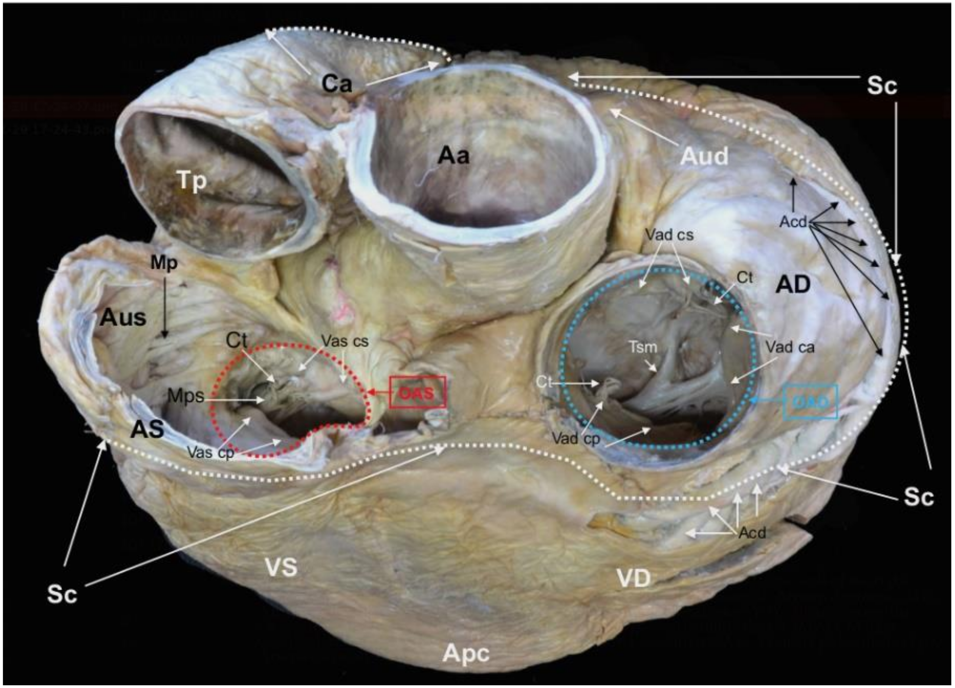 Animals 12 00347 g003