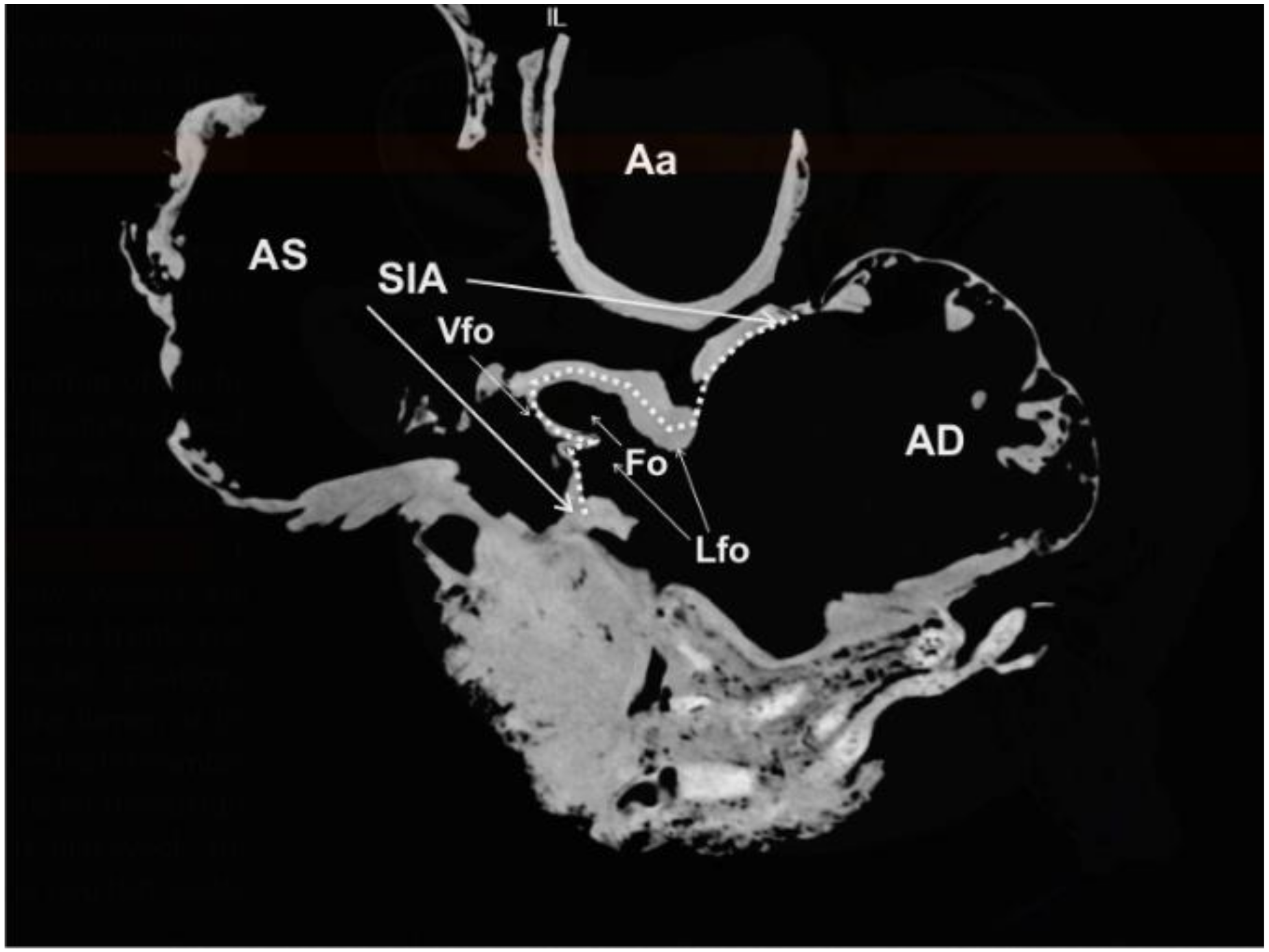 Animals 12 00347 g005