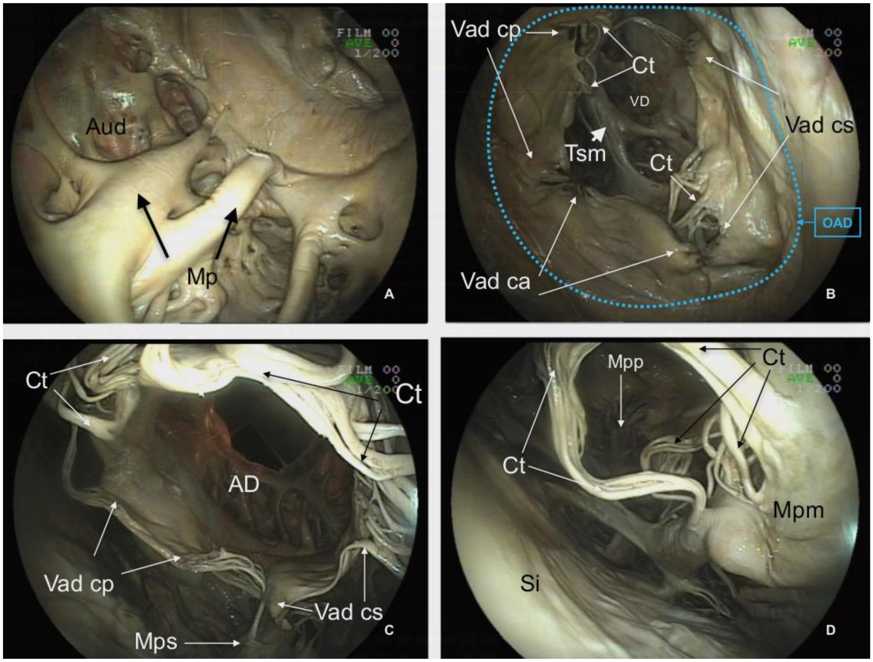 Animals 12 00347 g007