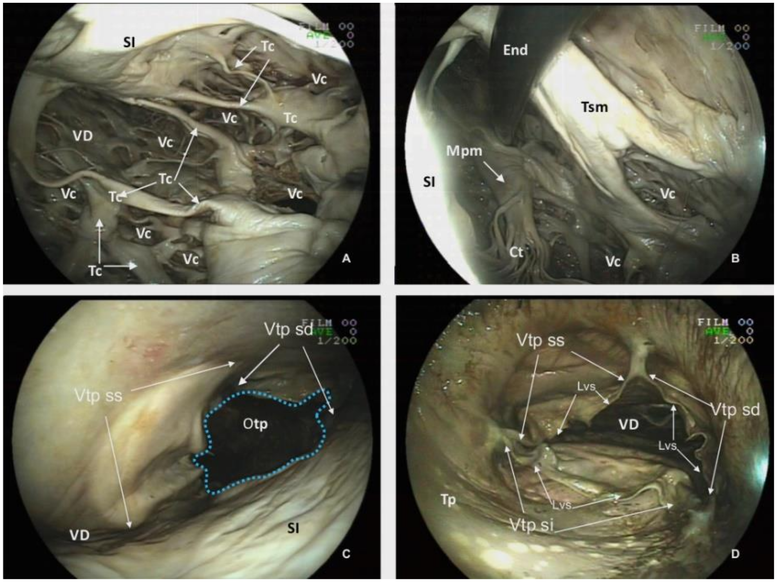 Animals 12 00347 g008