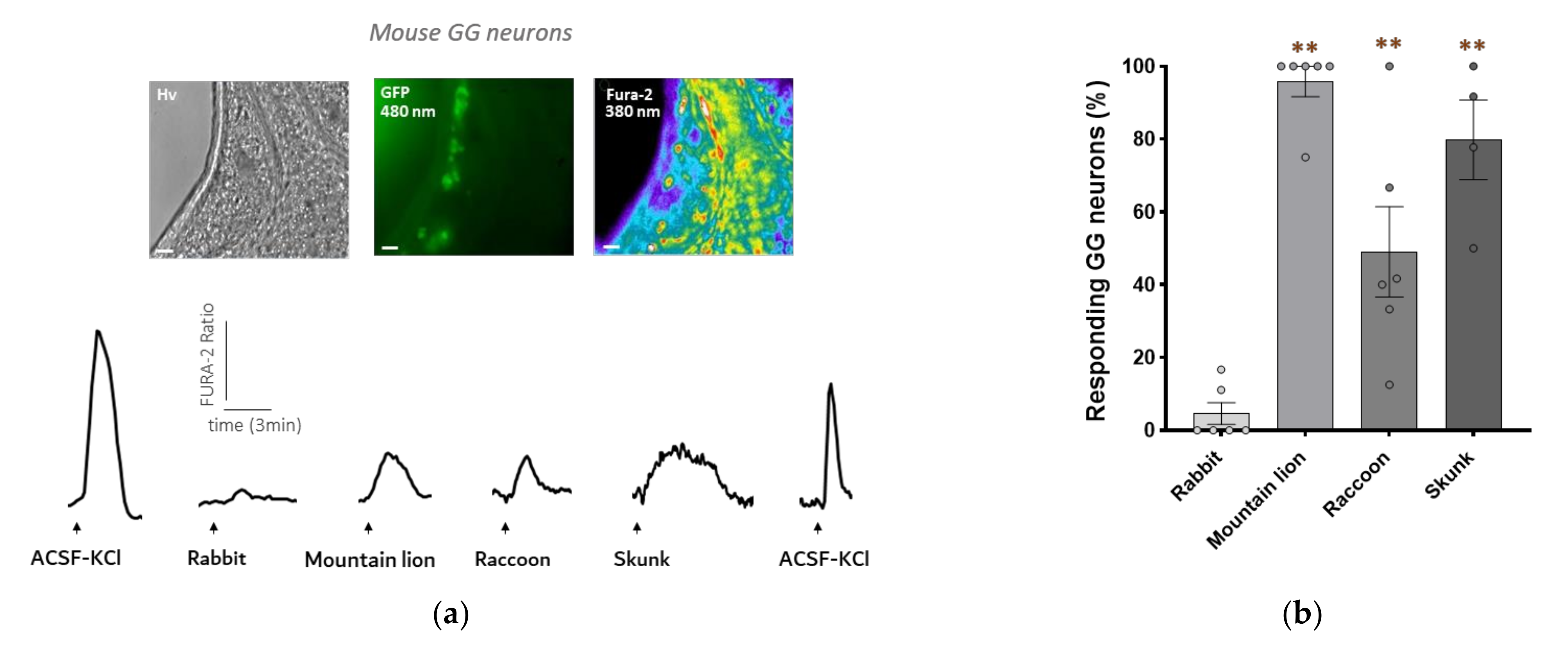Animals 12 00356 g002