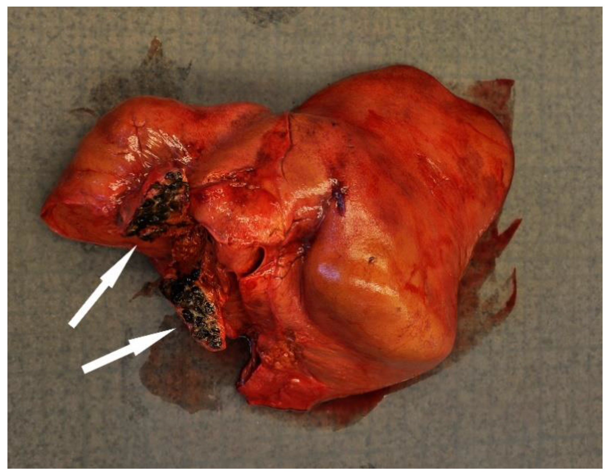 Animals 12 00369 g004