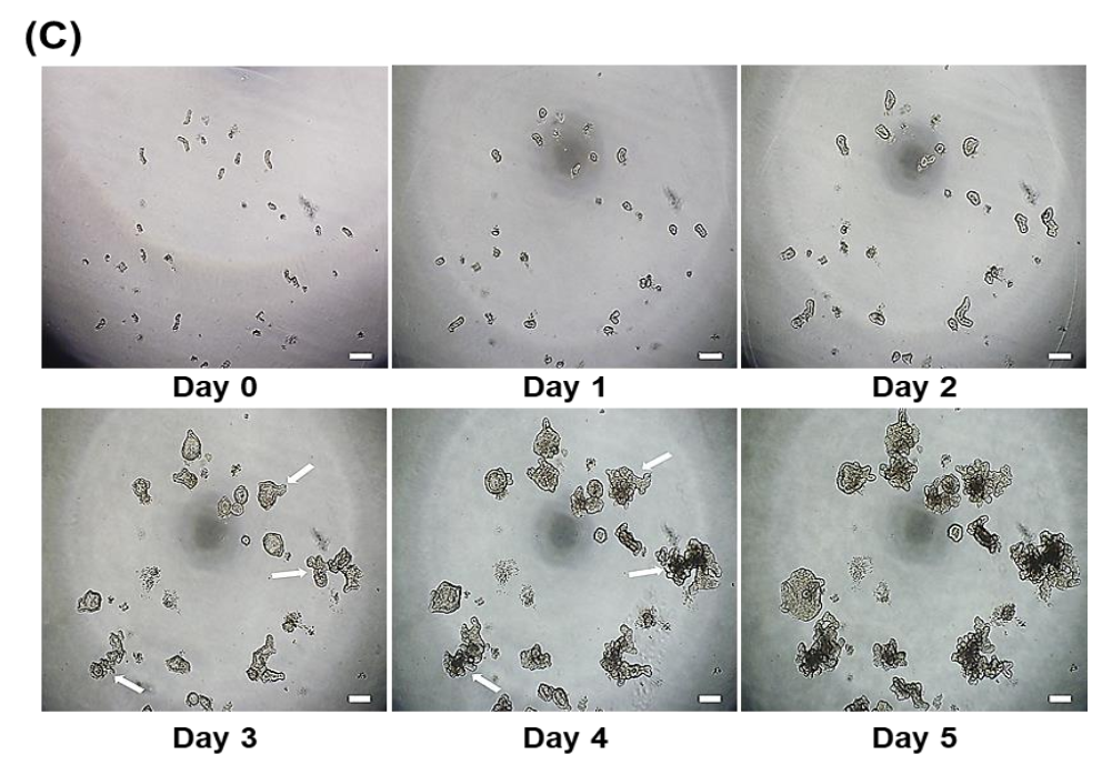 Animals 12 00372 g001b 550