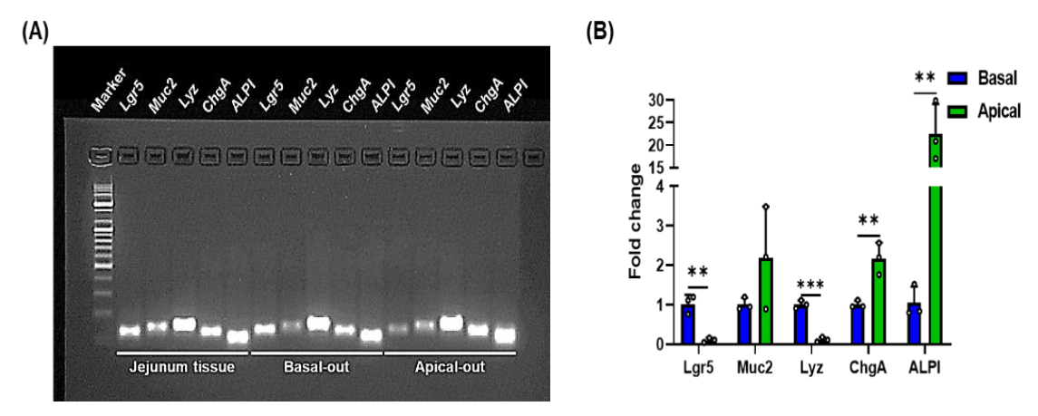 Animals 12 00372 g003 550
