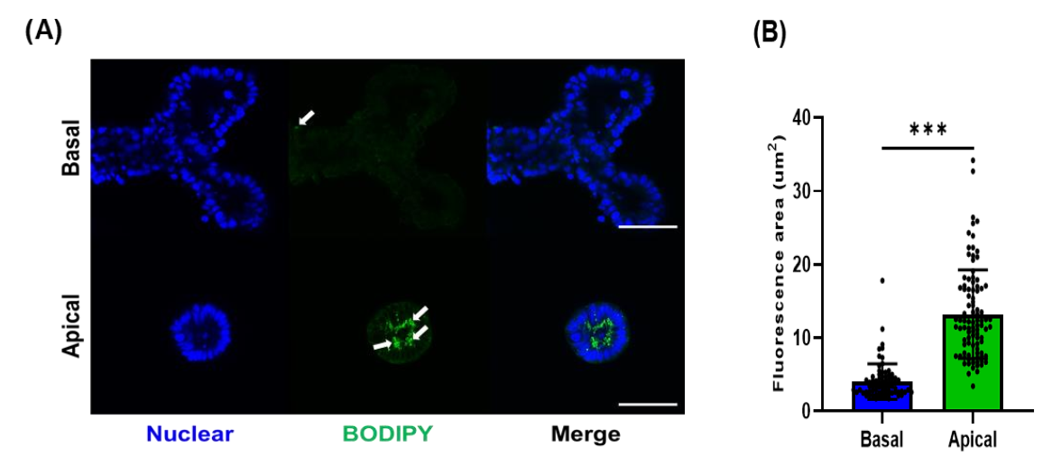 Animals 12 00372 g004 550