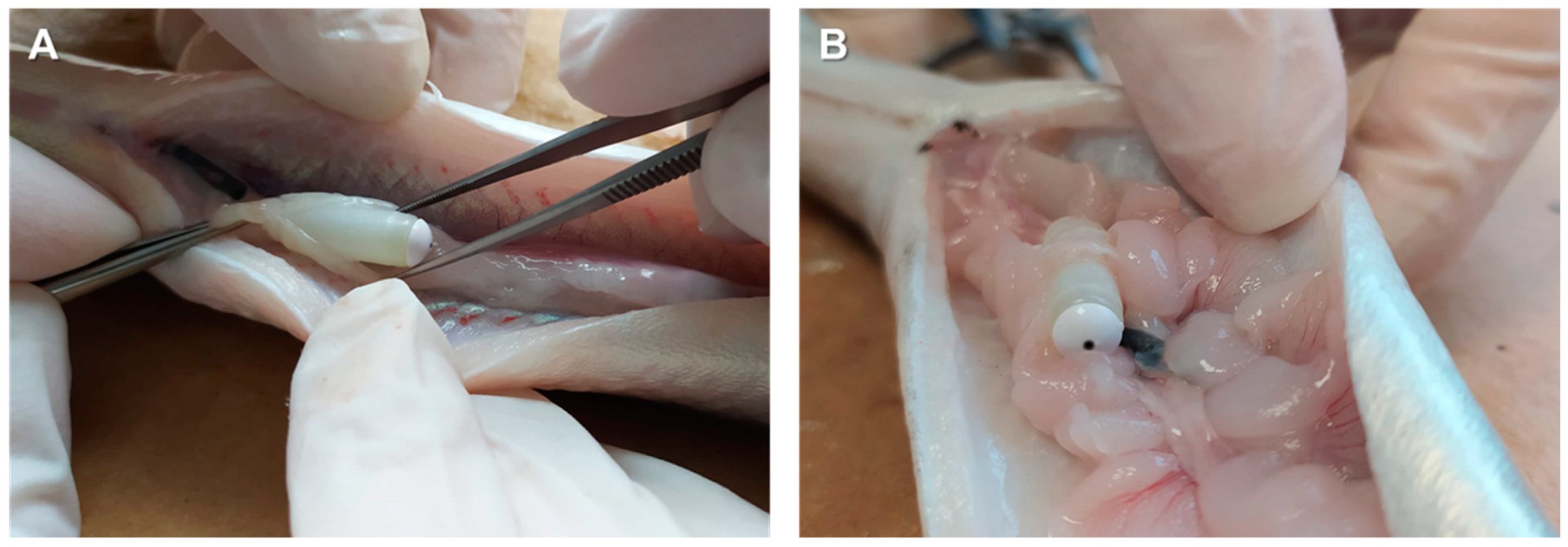 Animals 12 00387 g005