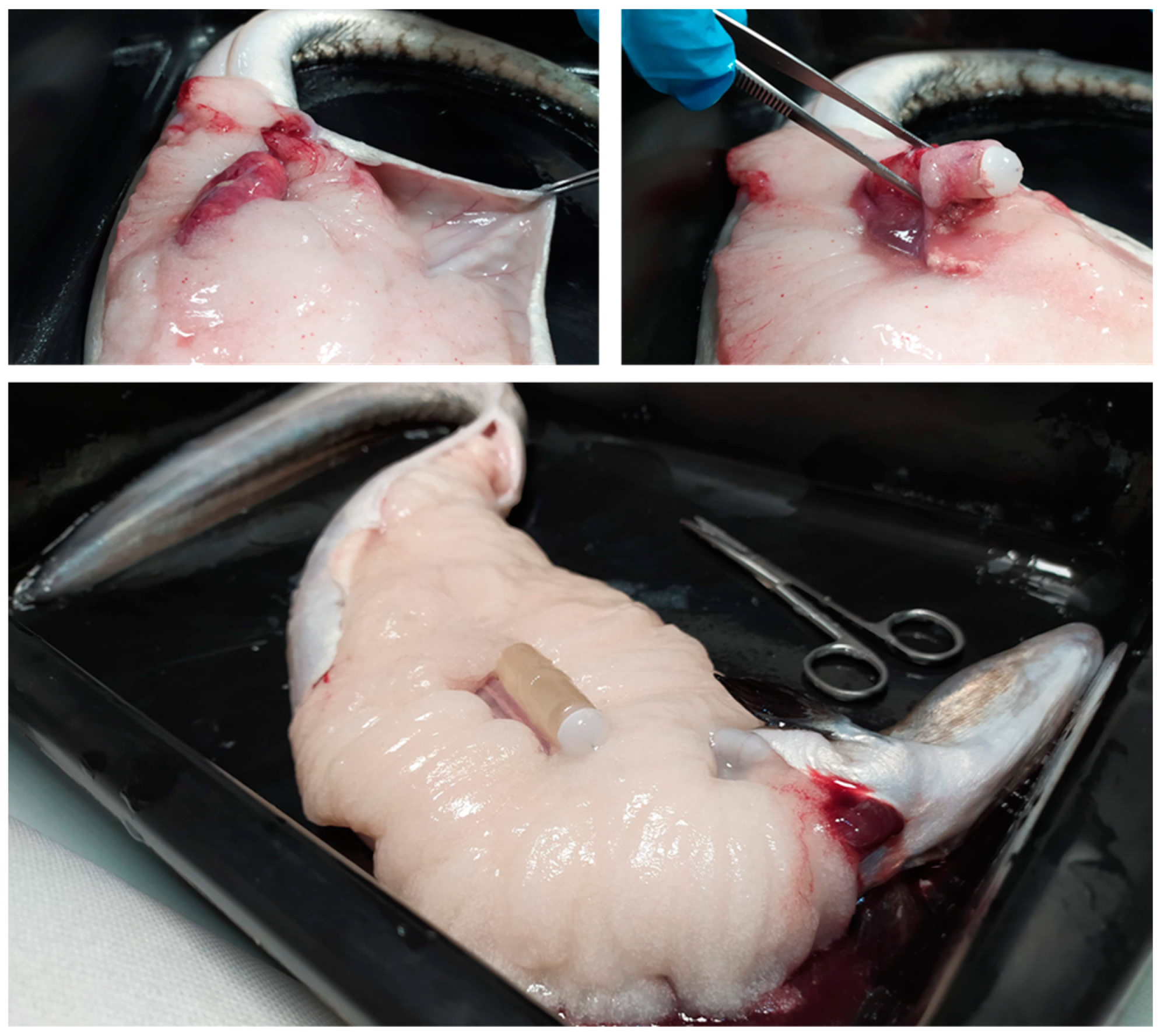 Animals 12 00387 g008