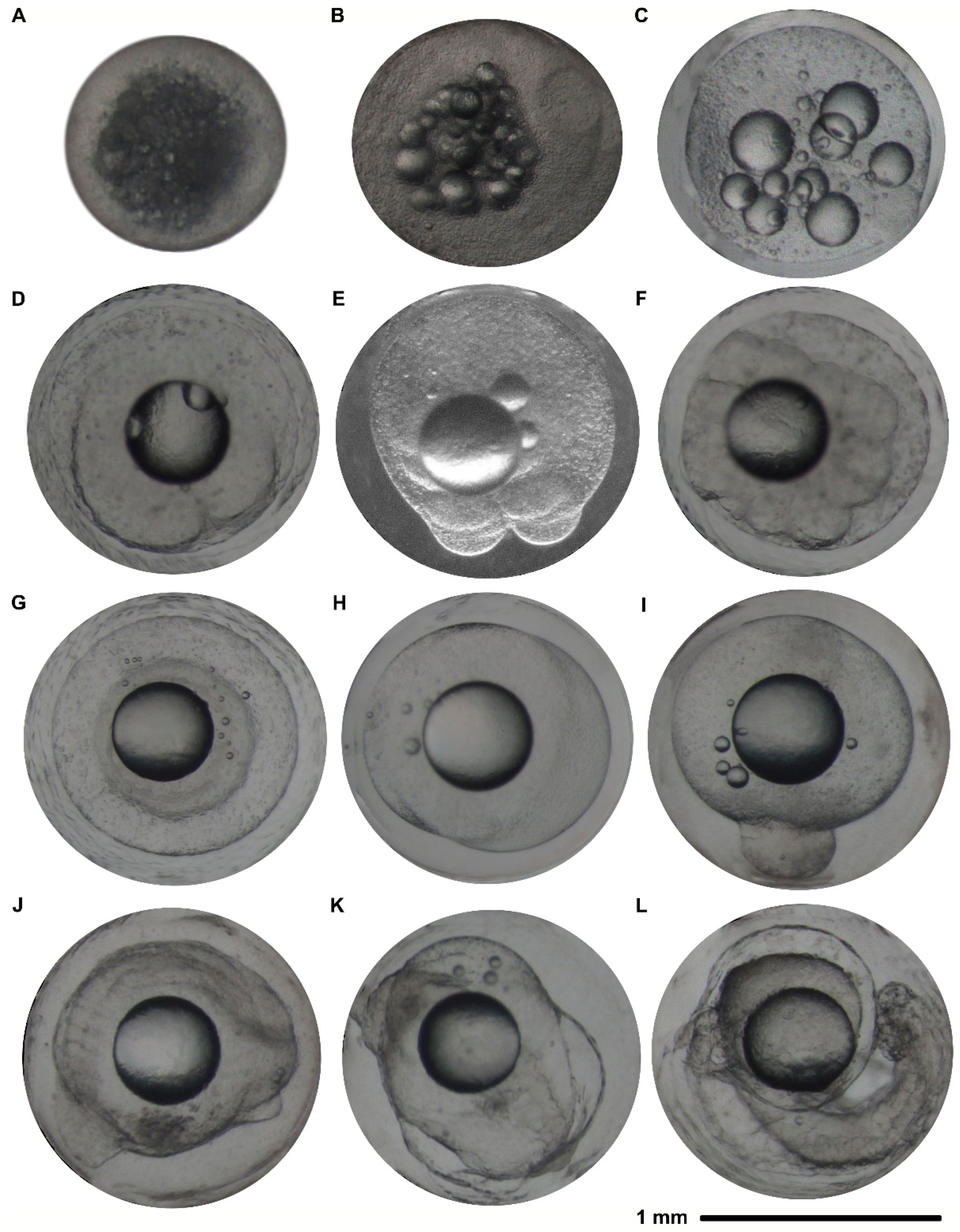 Animals 12 00387 g0a2