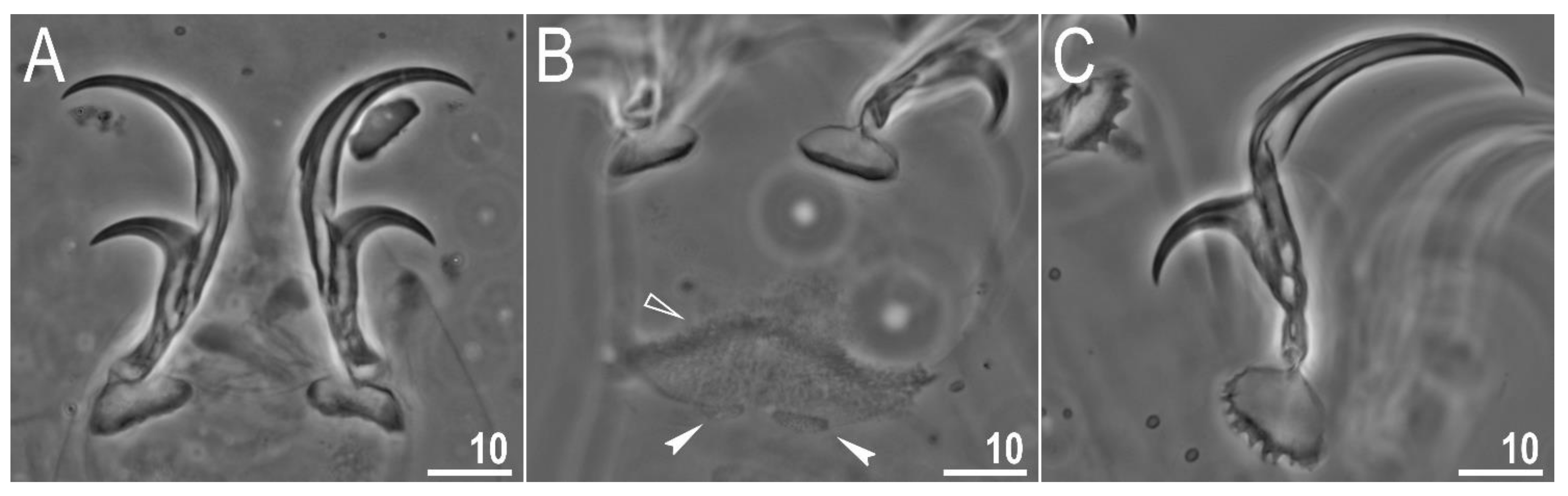 Animals 12 00404 g006 550