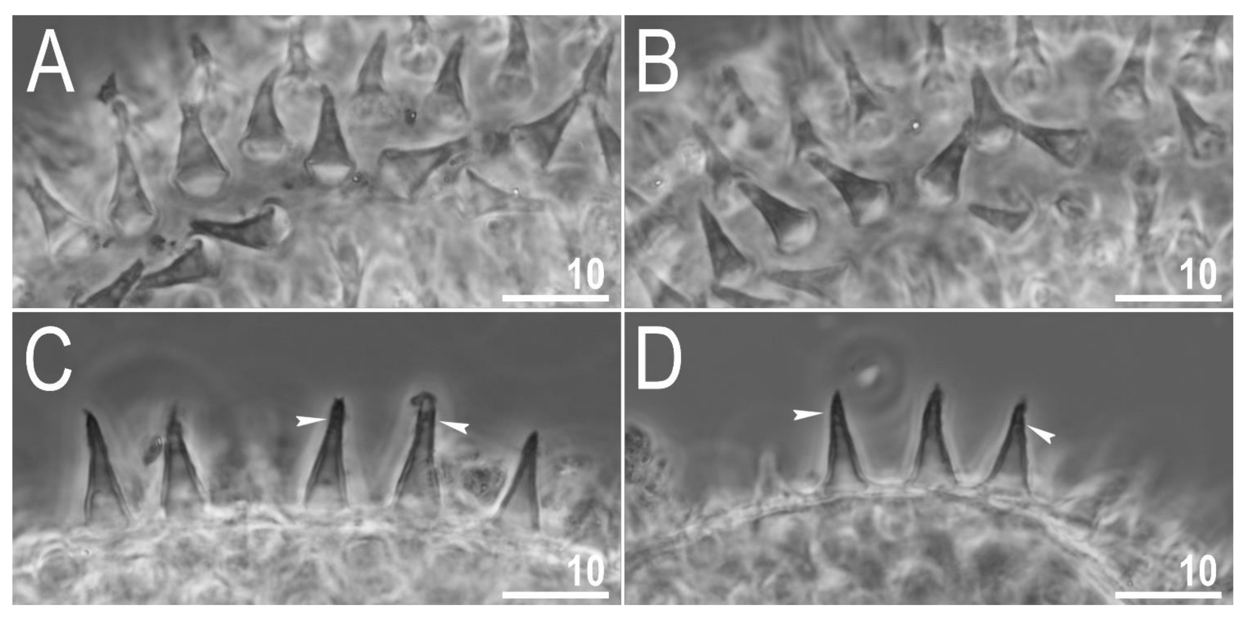 Animals 12 00404 g011 550