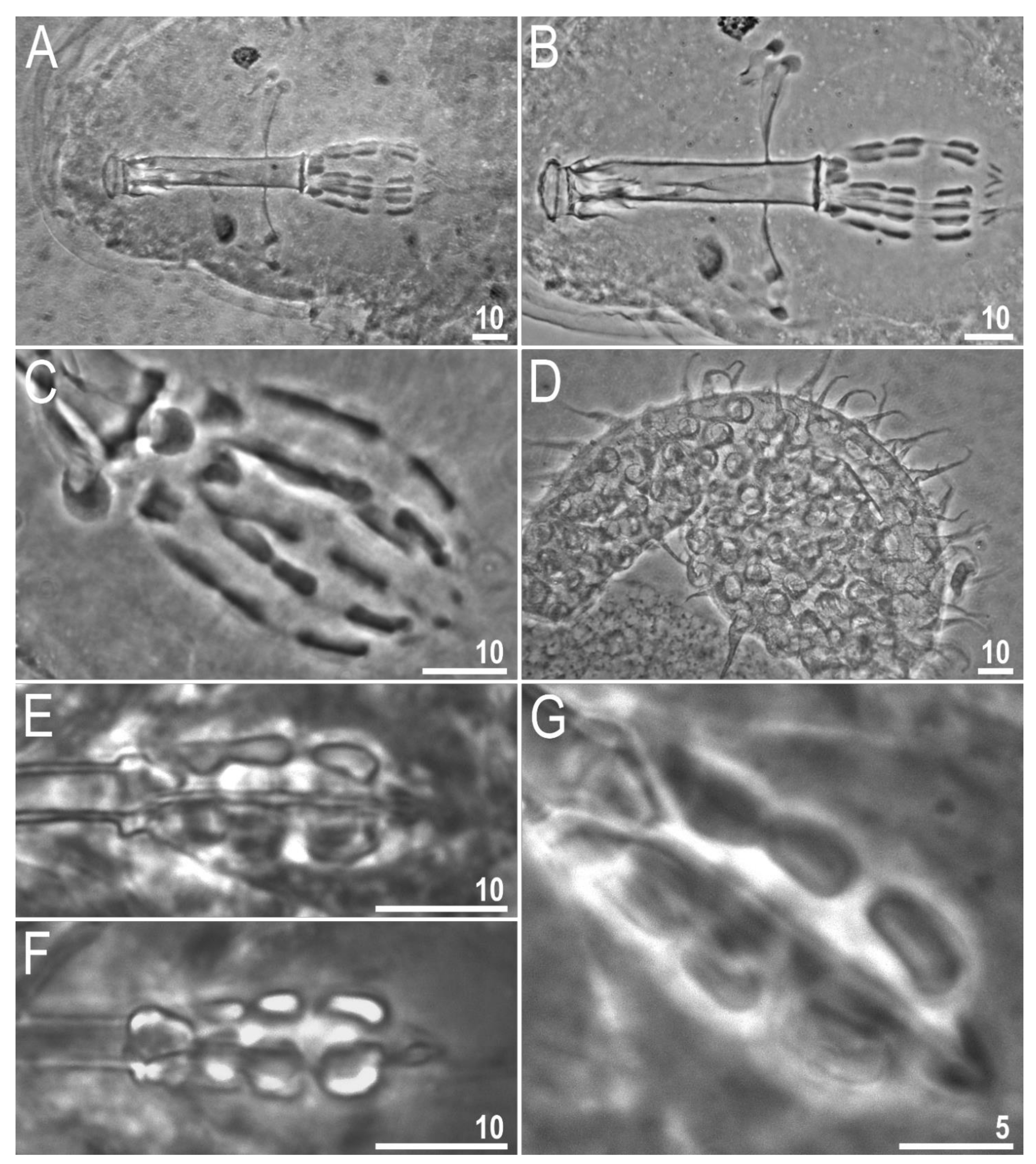 Animals 12 00404 g014 550