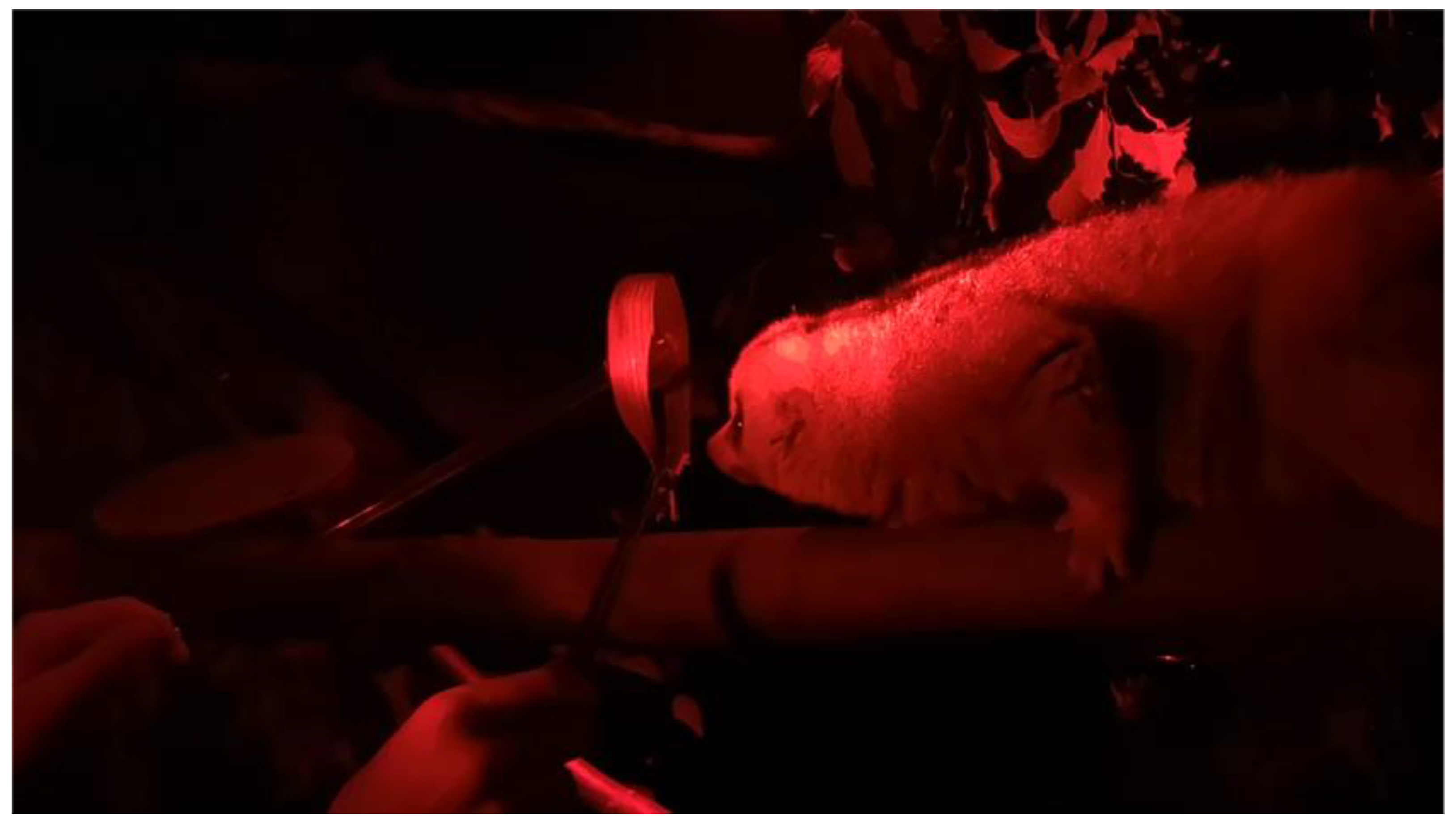 Animals 12 00411 g001 550