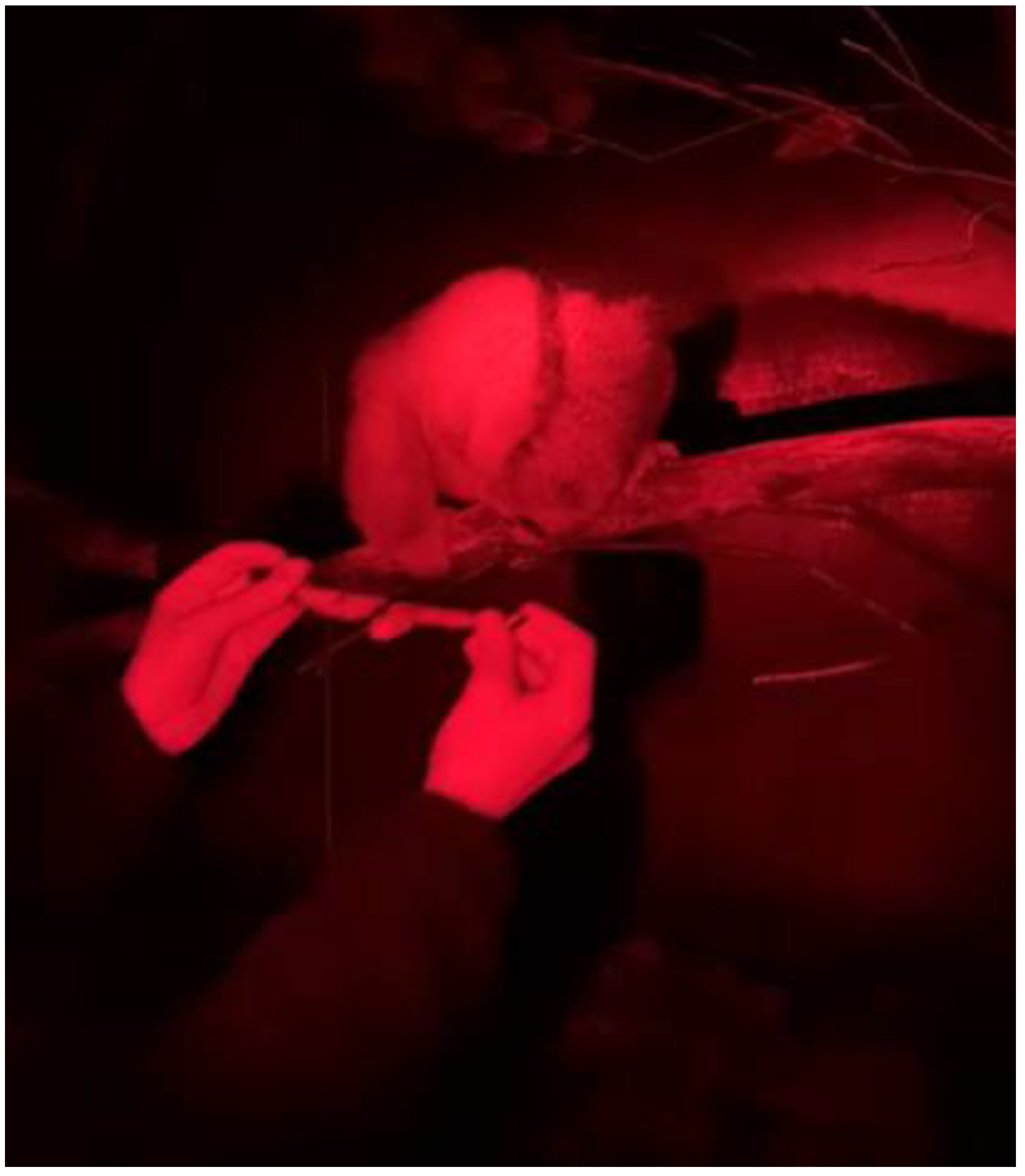 Animals 12 00411 g002 550