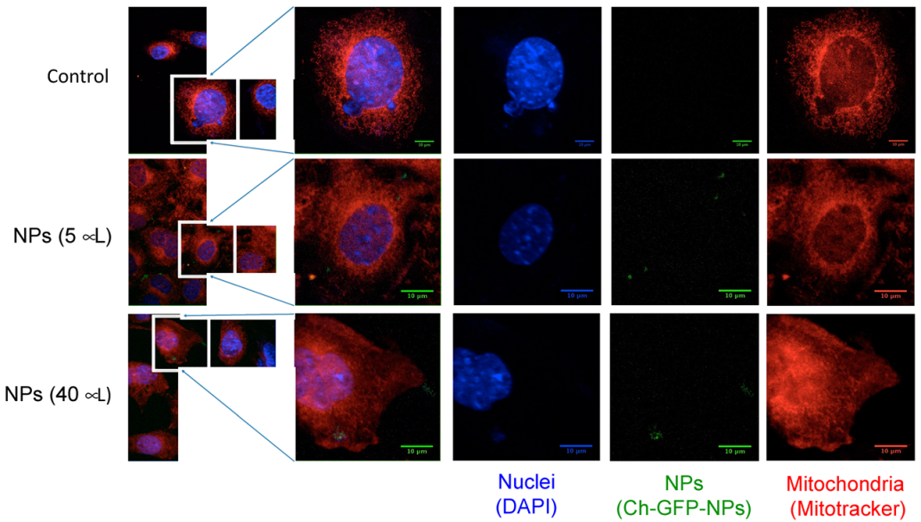 Animals 12 00417 g004