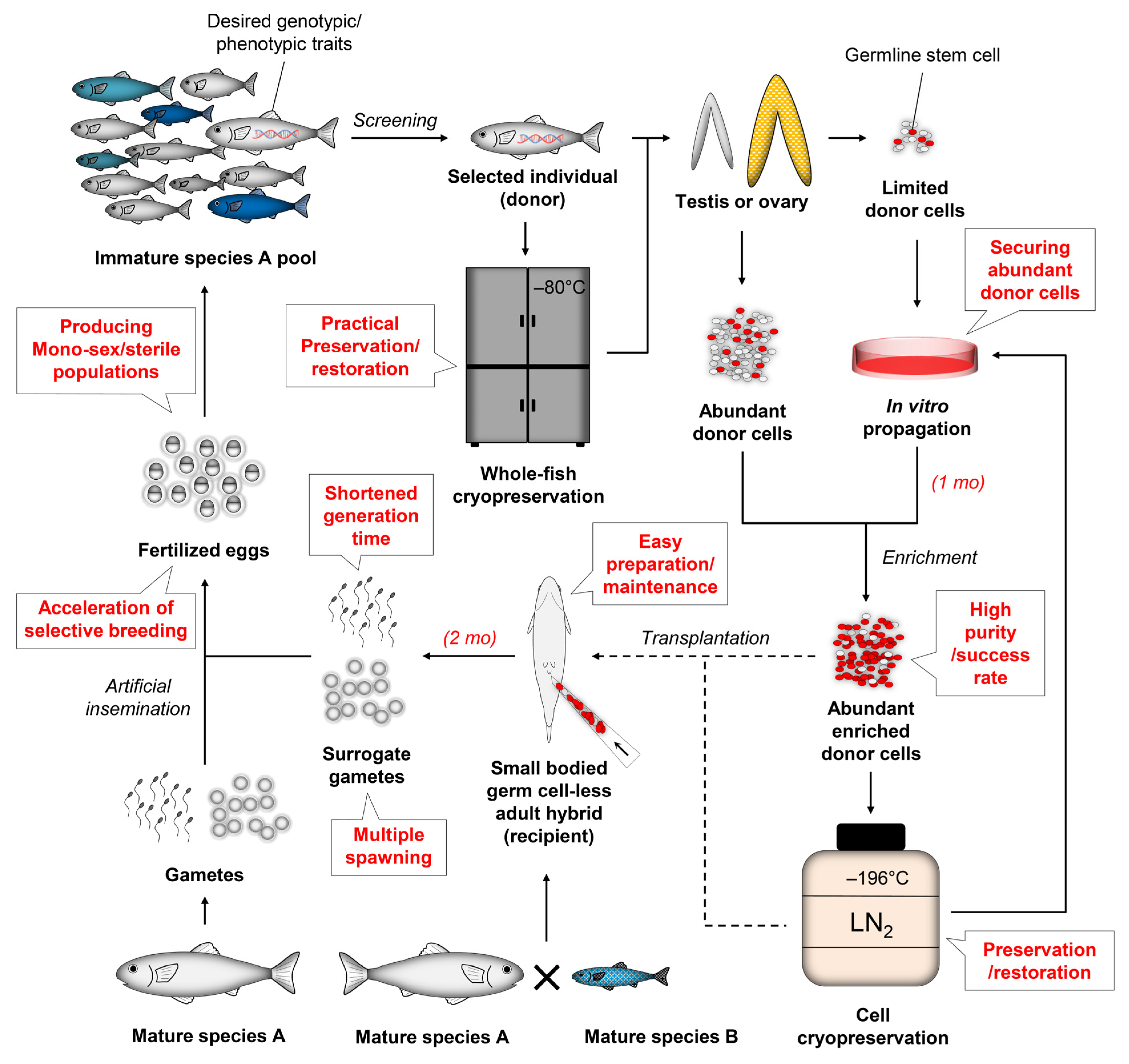 Animals Free Full-Text Advantages, Factors, Obstacles, Potential Solutions, and Recent Advances of Fish Germ Cell Transplantation for Aquacultureandmdash;A Practical Review image