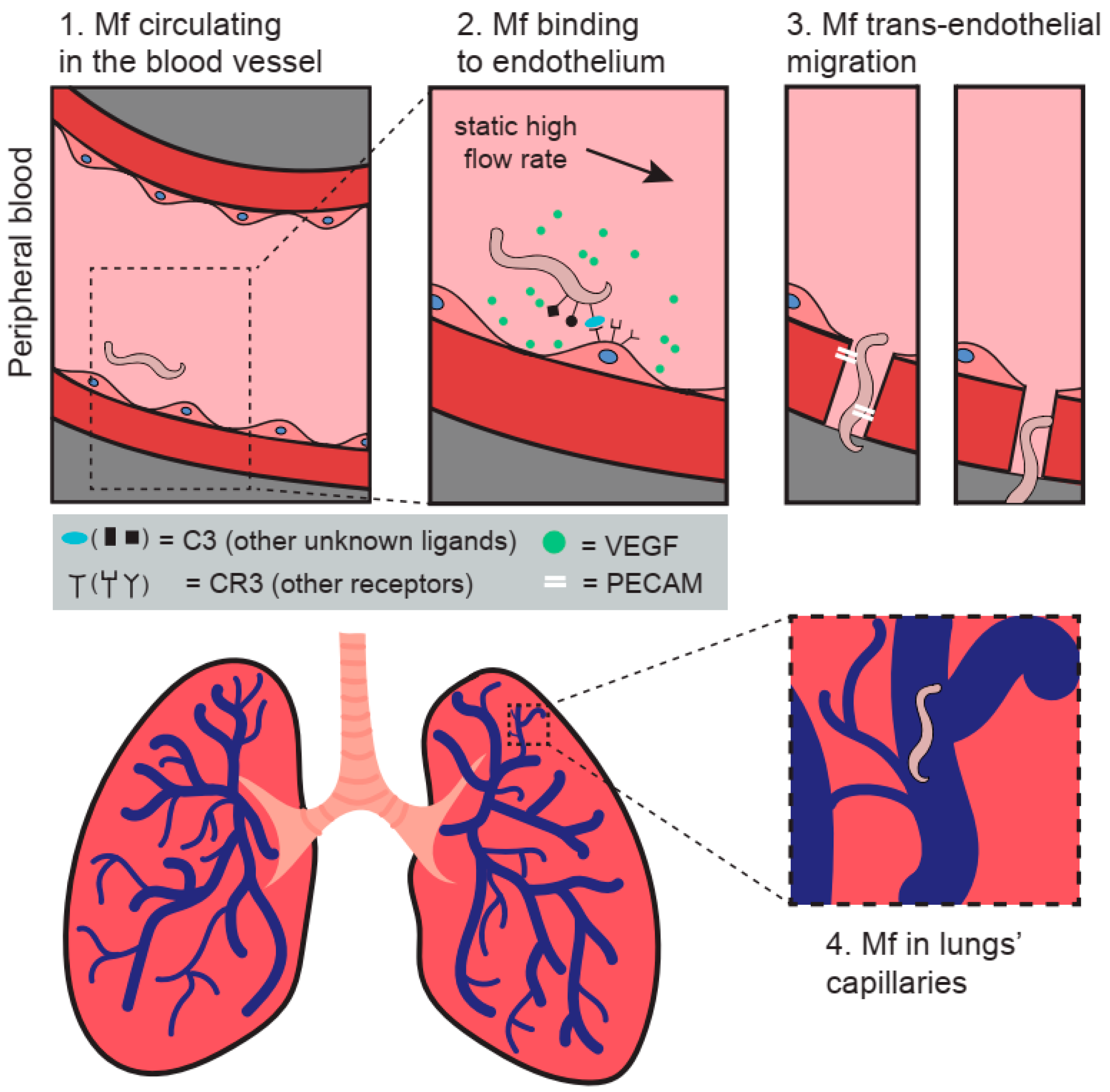 Animals 12 00426 g001 Animals 12 00426 g001