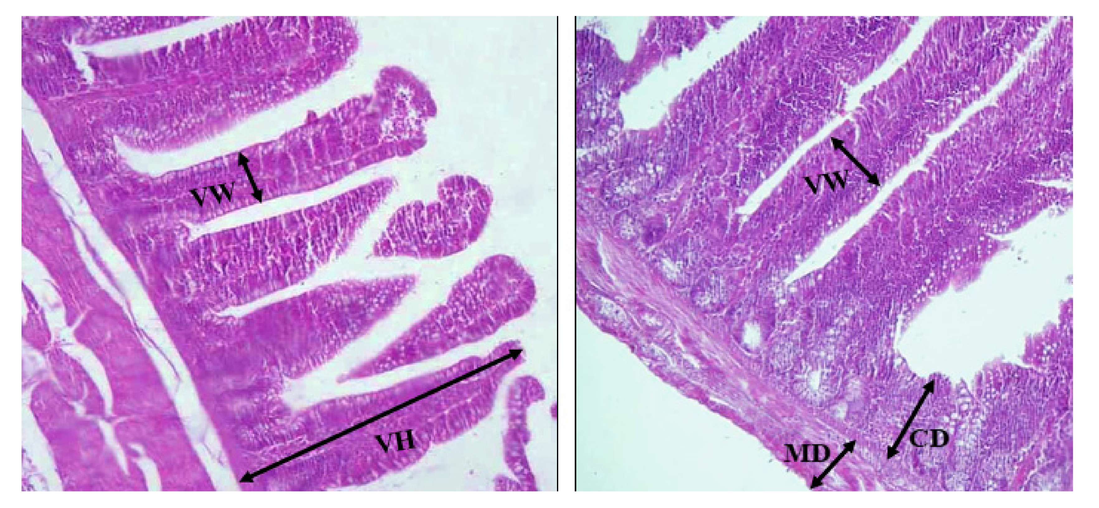 Animals 12 00432 g001