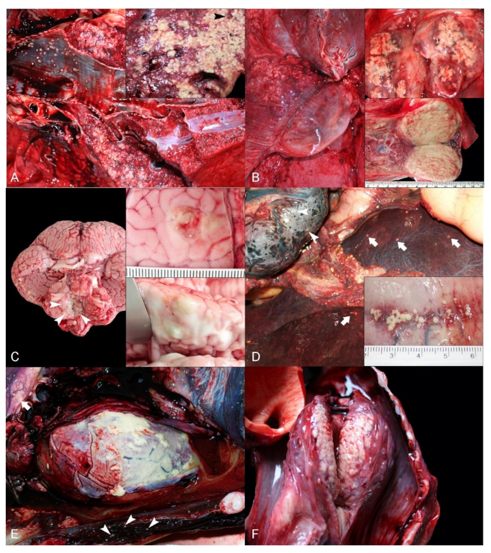 Animals 12 00434 g001