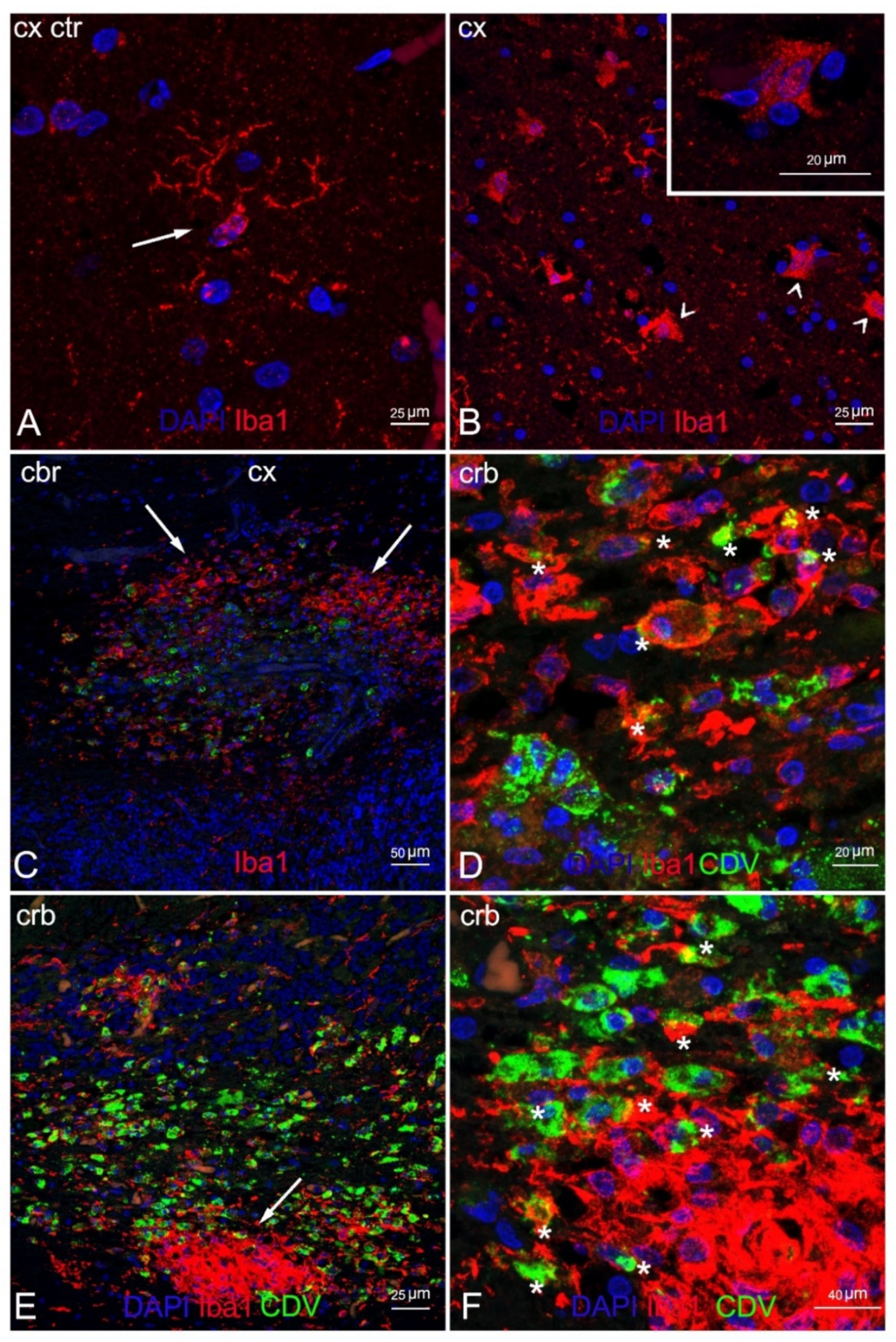Animals 12 00452 g006 Animals 12 00452 g006