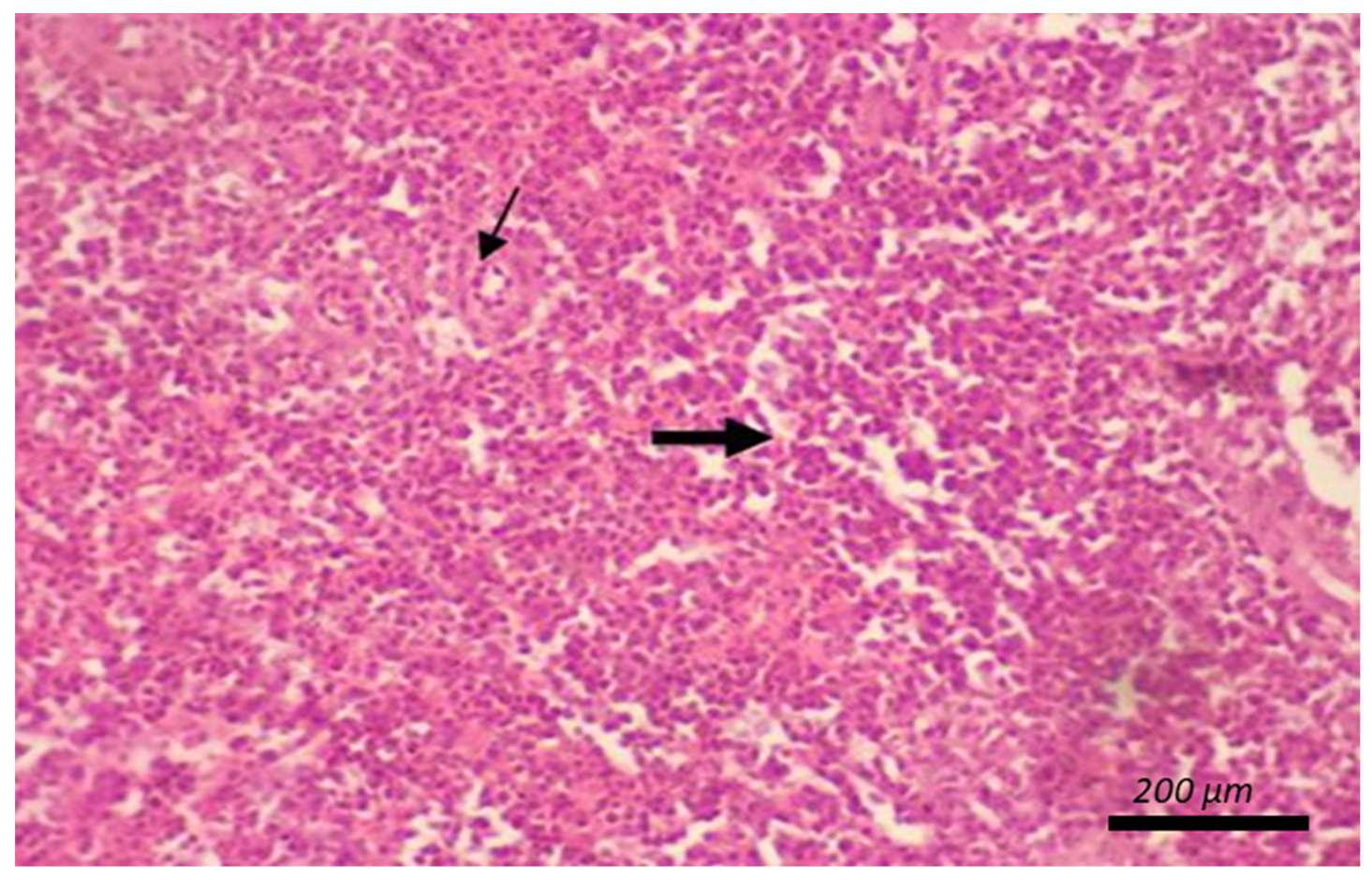 Animals 12 00453 g003 550