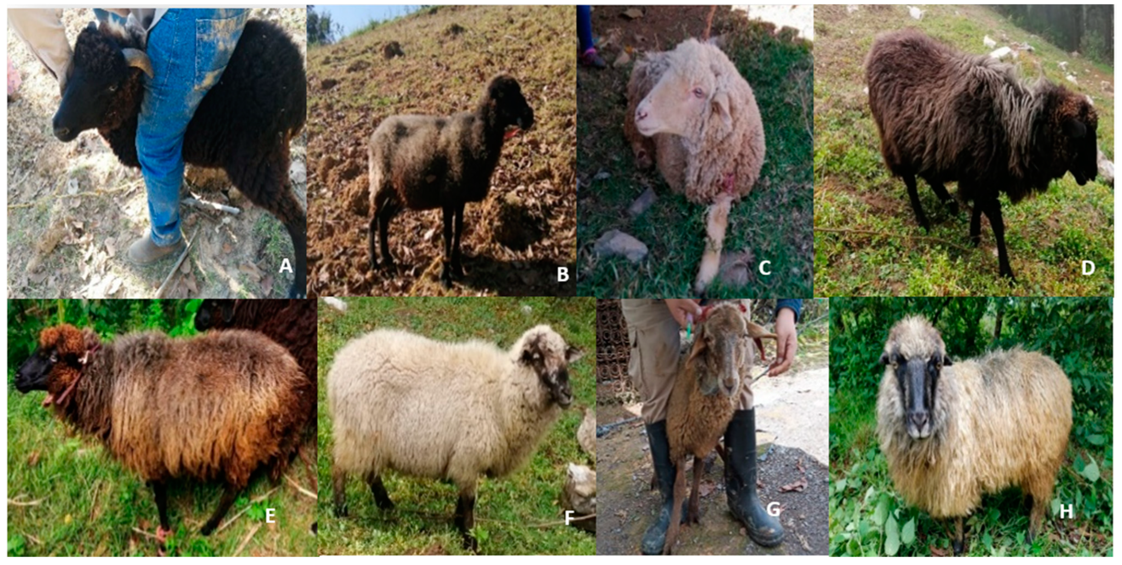 Animals 12 00456 g002