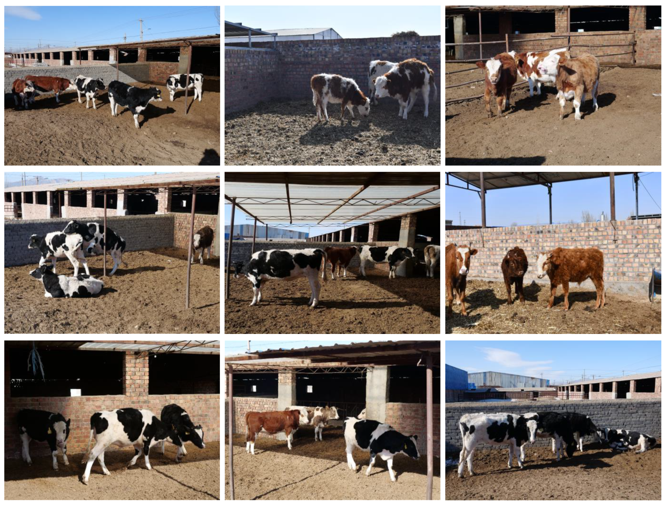 Animals | Free Full-Text | Multi-Center Agent Loss for Visual Identification of Chinese Simmental in the Wild Animals | Free Full-Text | Multi-Center Agent Loss for Visual Identification of Chinese Simmental in the Wild
