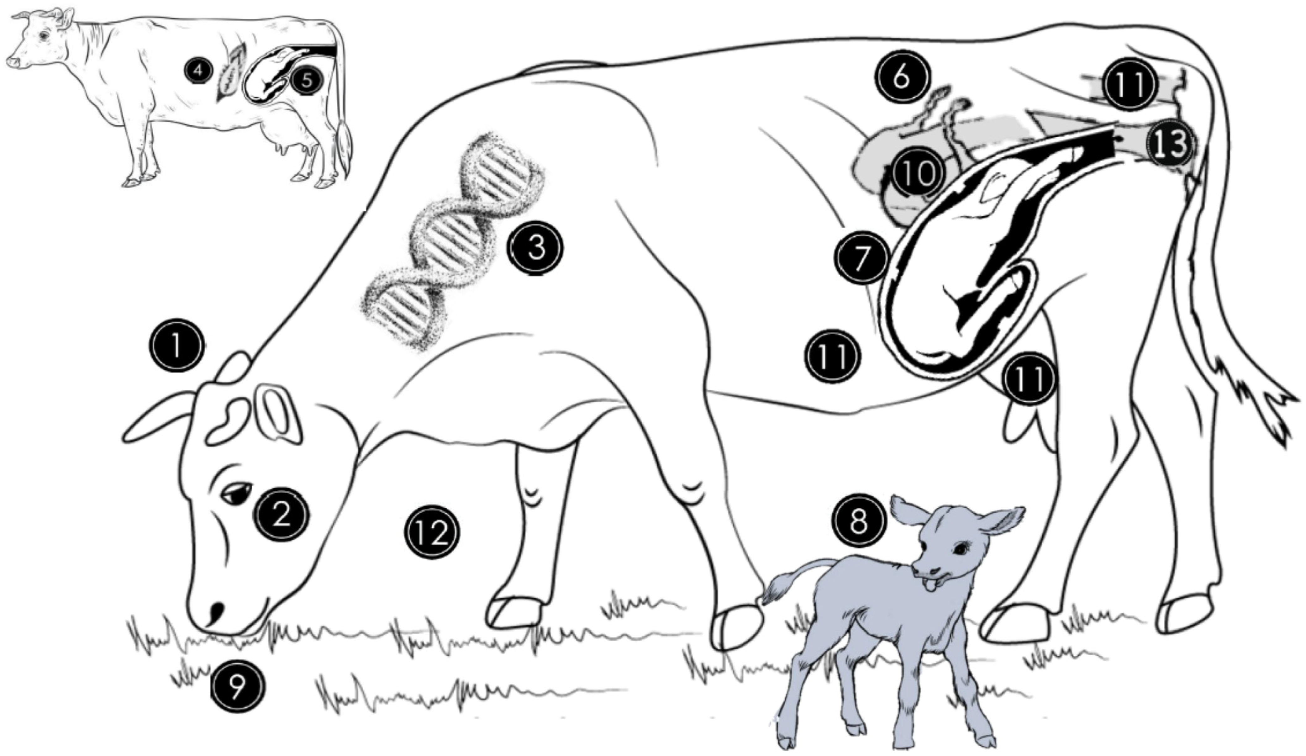 Animals 12 00460 g001 550