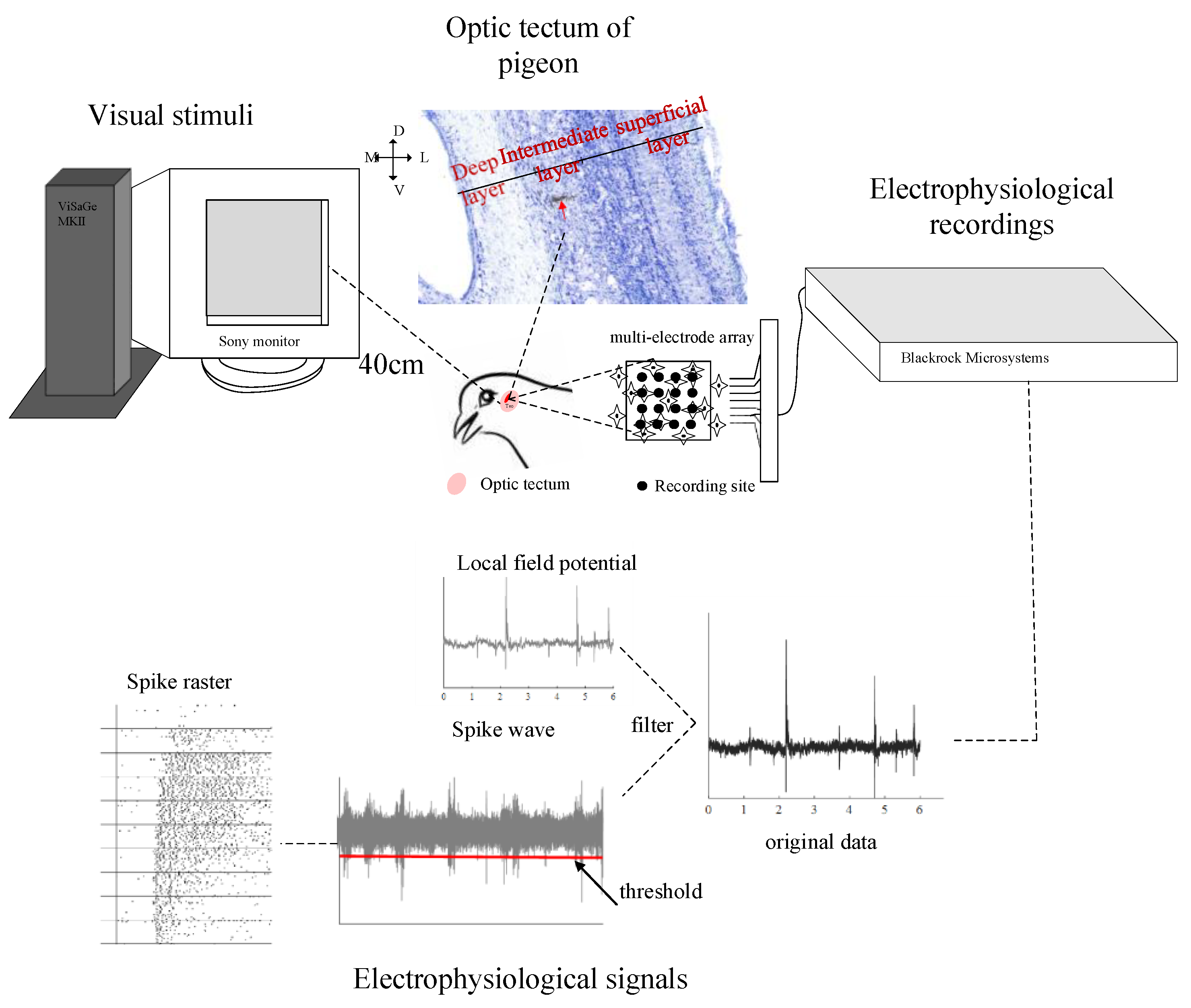 Animals 12 00475 g001 Animals 12 00475 g001