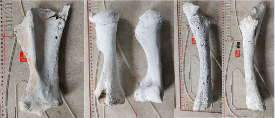 Animals | Free Full-Text | Morphological Characteristics of a Horse  Discovered in an Avar-Period Grave from Sâncraiu de Mureș (Alba  County, Romania)