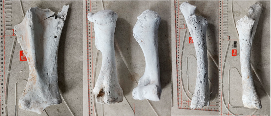 Animals | Free Full-Text | Morphological Characteristics of a Horse Discovered in an Avar-Period Grave from Sâncraiu de Mureș (Alba County, Romania) Animals | Free Full-Text | Morphological Characteristics of a Horse Discovered in an Avar-Period Grave from Sâncraiu de Mureș (Alba County, Romania)