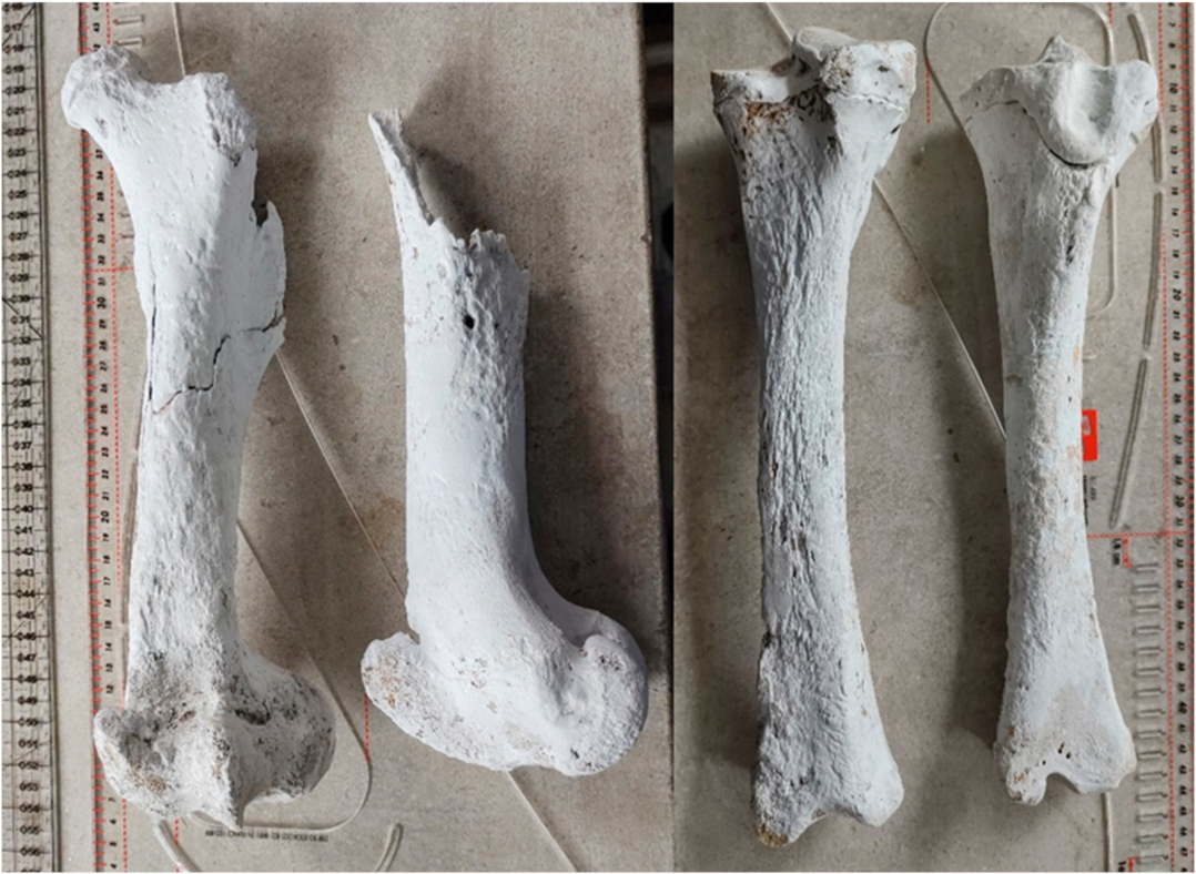 Animals | Free Full-Text | Morphological Characteristics of a Horse  Discovered in an Avar-Period Grave from Sâncraiu de Mureș (Alba  County, Romania)