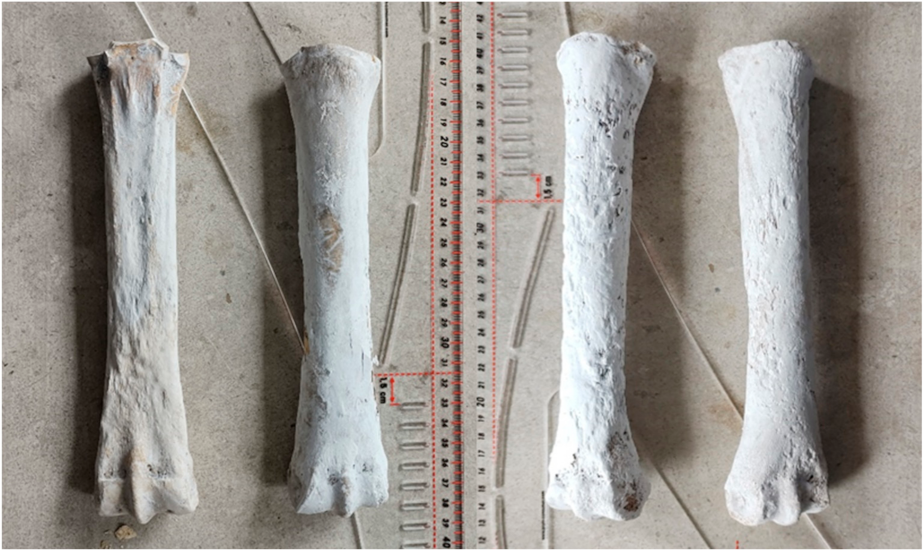 Animals | Free Full-Text | Morphological Characteristics of a Horse Discovered in an Avar-Period Grave from Sâncraiu de Mureș (Alba County, Romania) Animals | Free Full-Text | Morphological Characteristics of a Horse Discovered in an Avar-Period Grave from Sâncraiu de Mureș (Alba County, Romania)