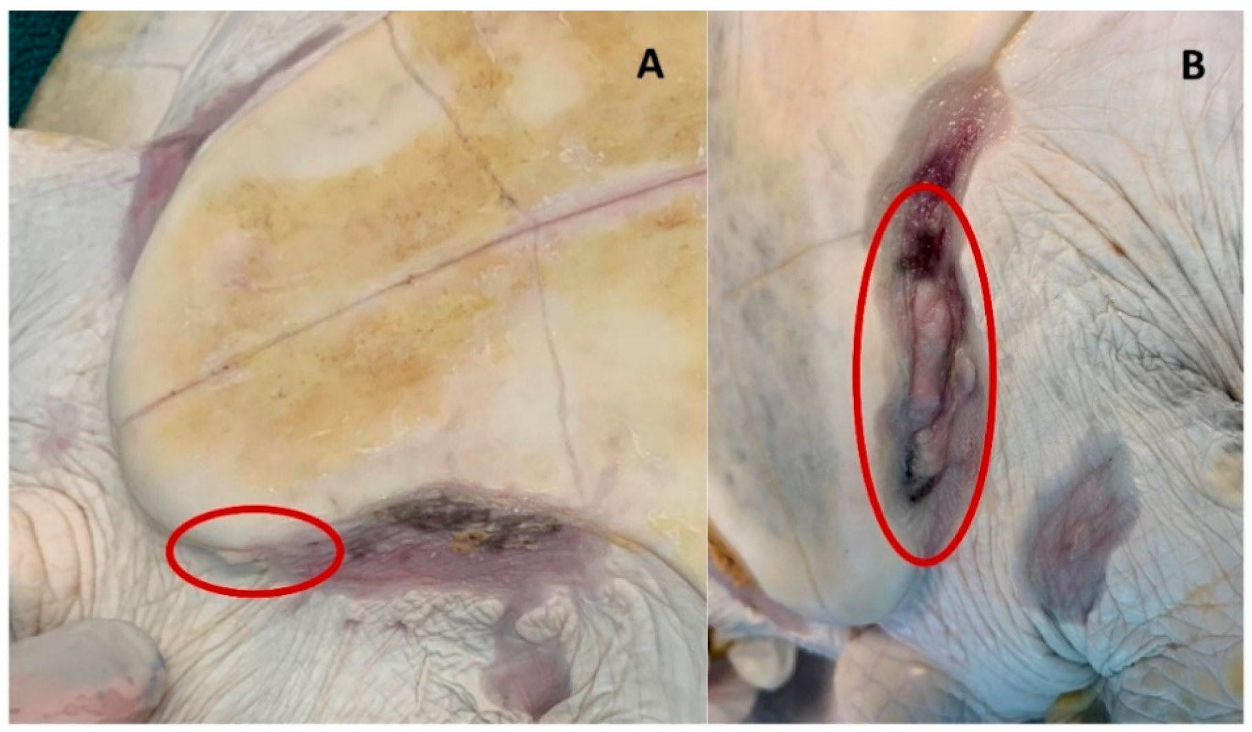 Animals 12 00488 g005 Animals 12 00488 g005