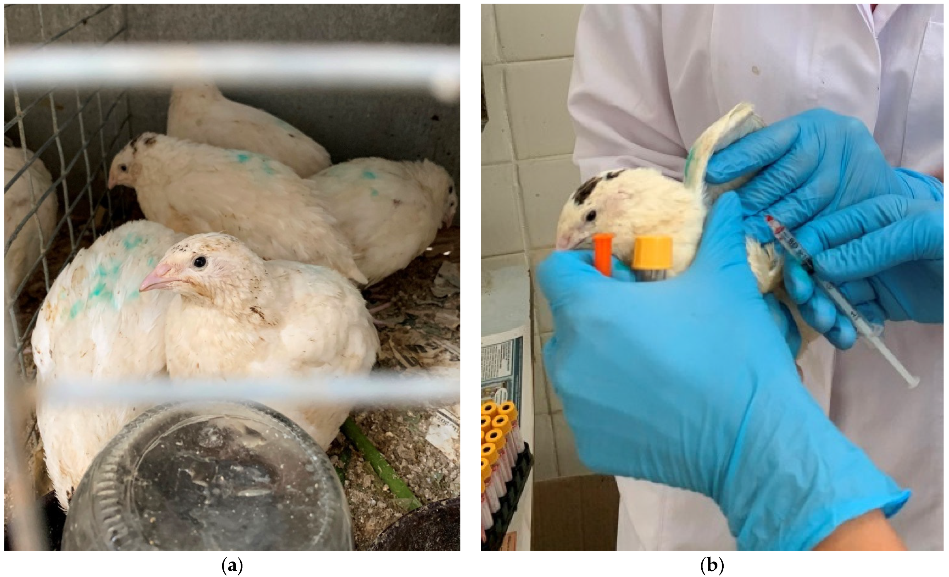 Animals 12 00489 g001 Animals 12 00489 g001