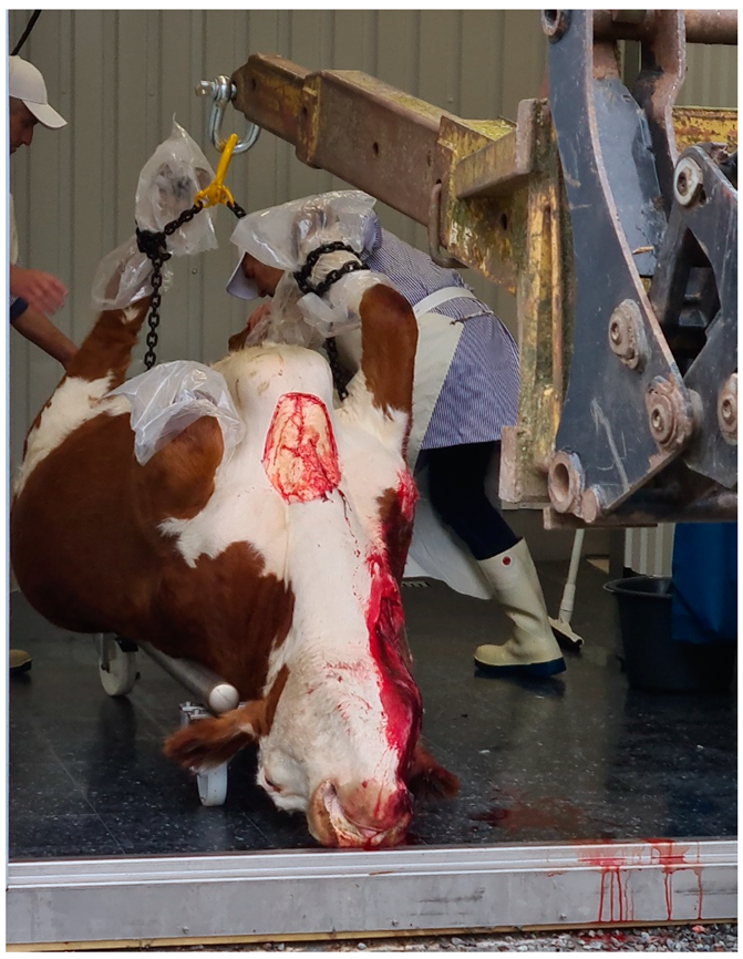 Animals 12 00492 g004 Animals 12 00492 g004