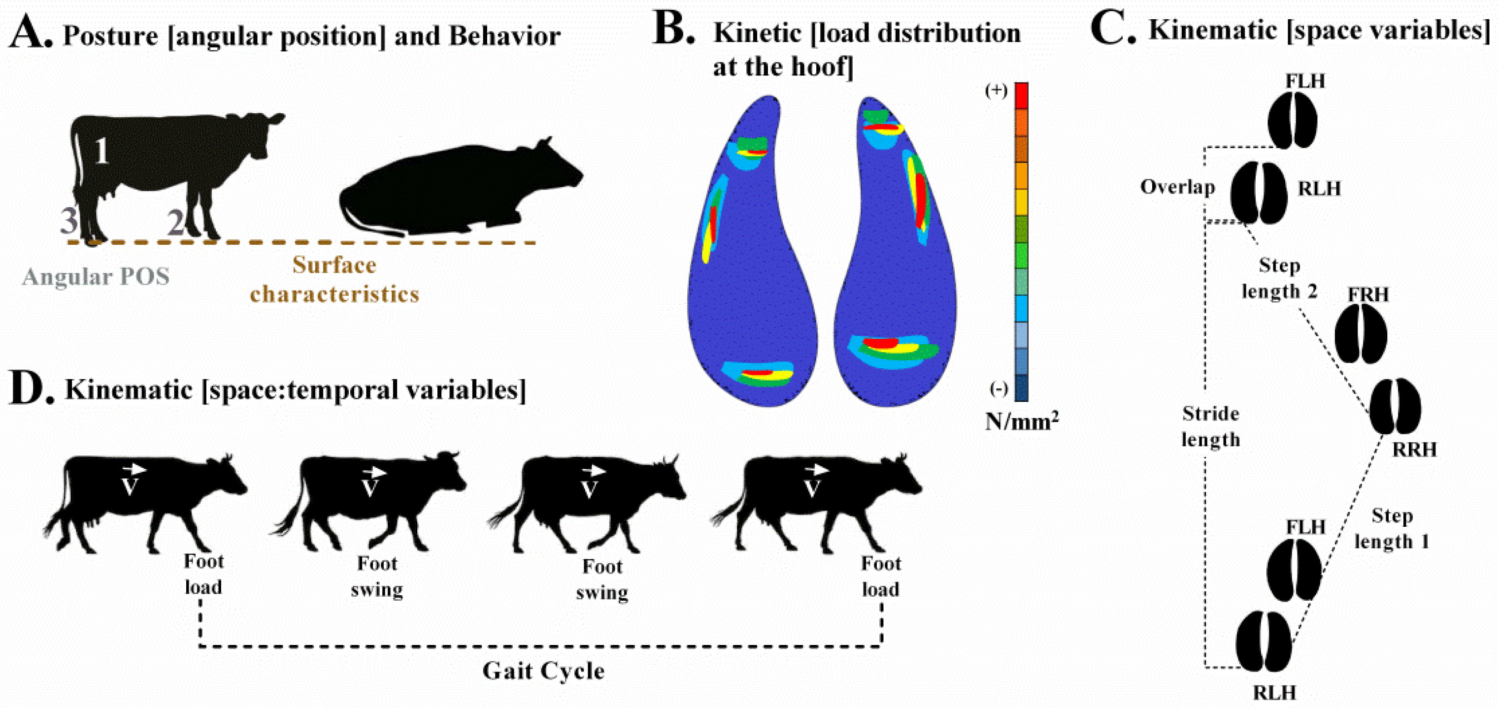 Animals | Free Full-Text | Why Is the Grass the Best Surface to Prevent Lameness? Integrative Analysis of Functional Ranges as a Key for Dairy Cows’ Welfare Animals | Free Full-Text | Why Is the Grass the Best Surface to Prevent Lameness? Integrative Analysis of Functional Ranges as a Key for Dairy Cows’ Welfare