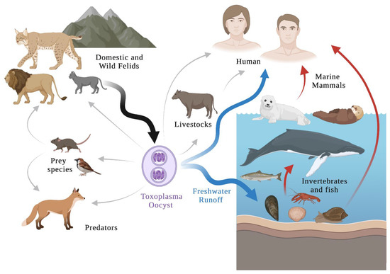 Parasite spread by cats threatens Quebec's endangered belugas