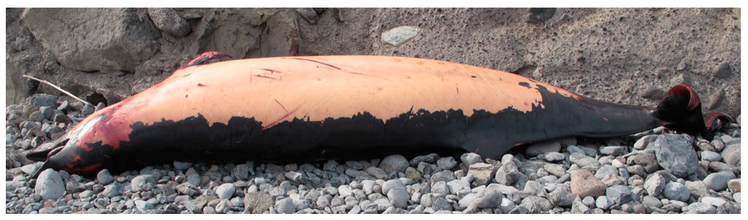 Animals 12 00508 g001