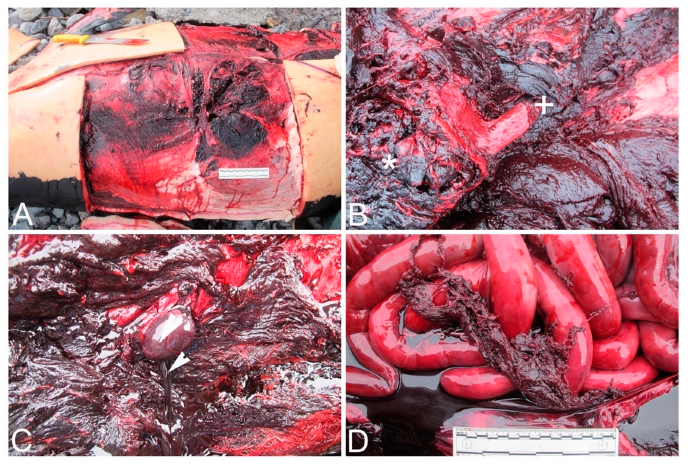 Animals 12 00508 g002