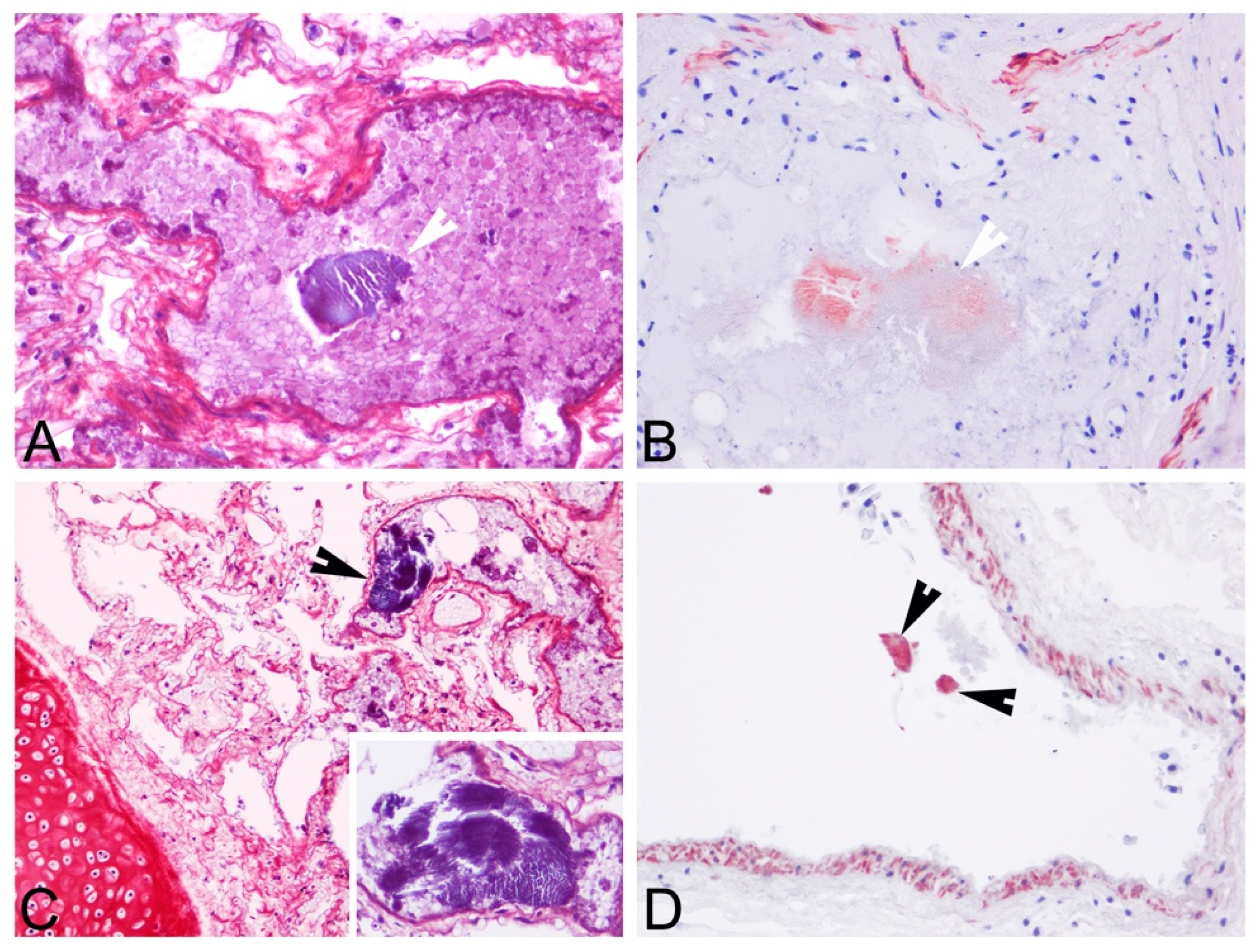 Animals 12 00508 g006